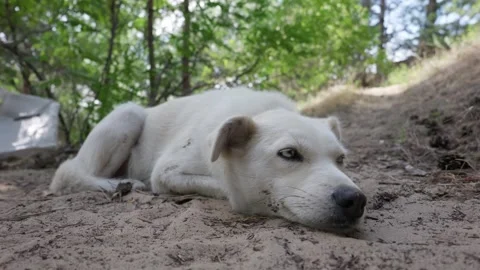 Exhausted White Dog Lying Down and Resting on Sandy Forest Dirt Path Stock Footage 341983641