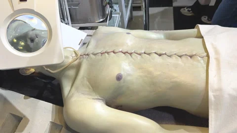 Exhibit in death museum depositing corpse, human body of deceased person Stock Footage 310883871