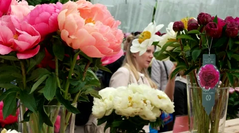 Exhibition of flowers, multi-colored peonies, Botanical Garden of MSU, Moscow Stock Footage 65397491