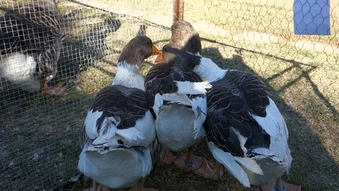 Exhibition geese in a cage Stock Footage 107744561