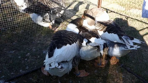 Exhibition geese in a cage Stock Footage 107745005