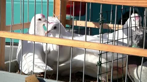 Exhibition of pigeons 11 Vídeo Stock 12414587