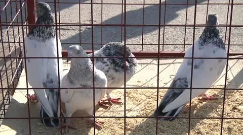 Exhibition of pigeons 29 Stock Footage 12414352