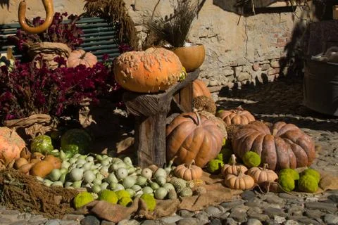 Exhibition of pumpkins Stock Photos