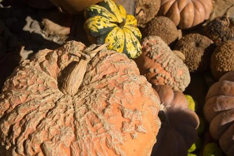 Exhibition of pumpkins Stock Photos