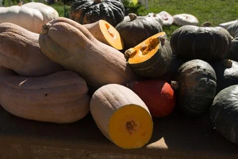 Exhibition of pumpkins Stock Photos