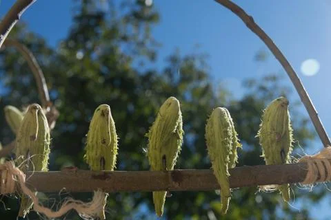 Exhibition of pumpkins 스톡 사진