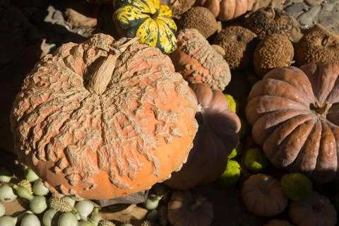 Exhibition of pumpkins Stock Photos