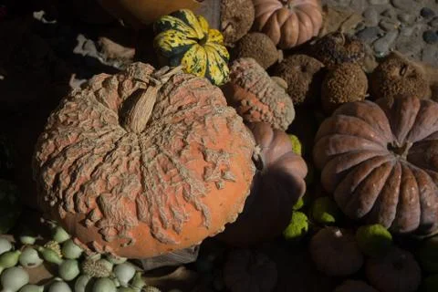 Exhibition of pumpkins Stock Photos