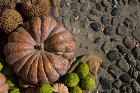 Exhibition of pumpkins Stock Photos