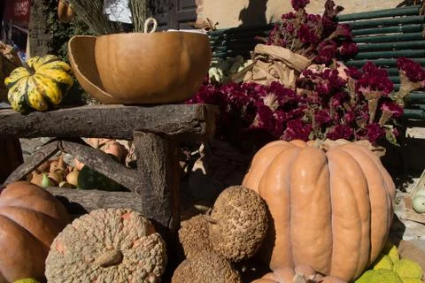Exhibition of pumpkins Stock Photos