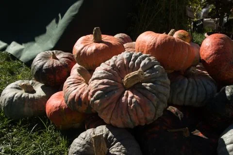 Exhibition of pumpkins Stock Photos