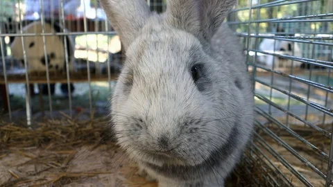 Exhibition rabbit in a cage Stock Footage 107745638