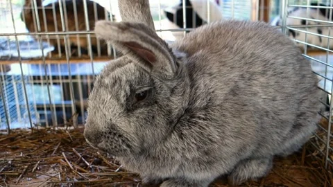 Exhibition rabbit in a cage Stock Footage 240348426