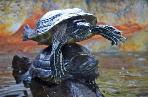 An exhibition of turtles Stock Photos