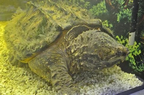An exhibition of turtles Foto stock