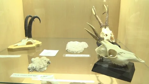 Exhibits of Wild Animals Vídeo Stock 92663933