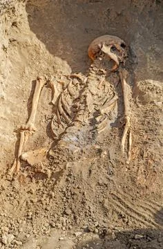 Exhumed human skeleton Stock Photos
