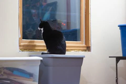Existential Black and White Cat 스톡 사진