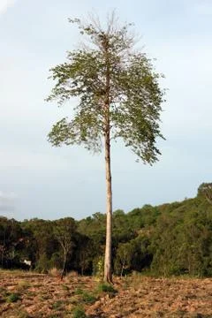 Existing trees in the same prairie Stock Photos