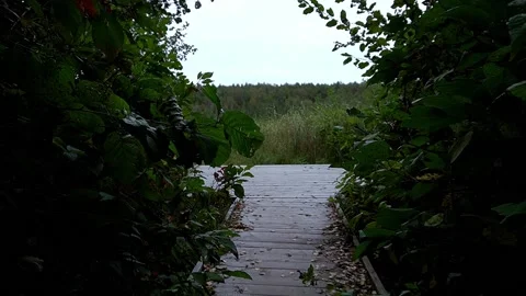 Exit to the bridge by the lake through the forest Stock Footage 161038789