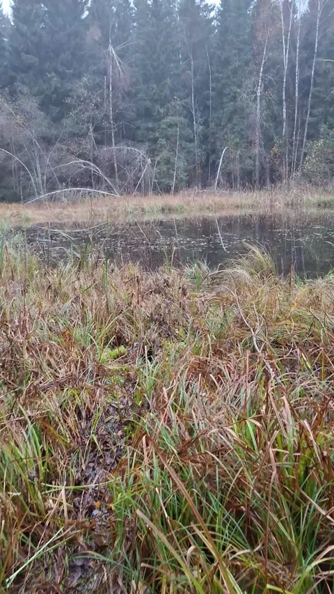 An exit to a small, quiet forest lake through a marsh with dry grass. Stock Footage 319889545