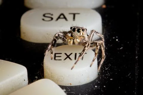 Exit of Spiders, Close up. Stock Photos