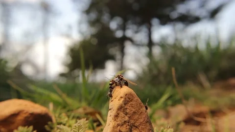 Exit of winged ant queens under the protection of ants. European red wood ant Stock-Footage 185113247