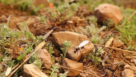 Exit of winged ant queens under the protection of ants. European red wood ant Stock Footage 185126239