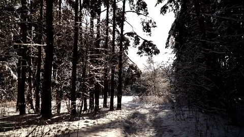 Exit from the winter forest to a sunny meadow. Stabilized gimbal pov shot. Stock Footage 85677775