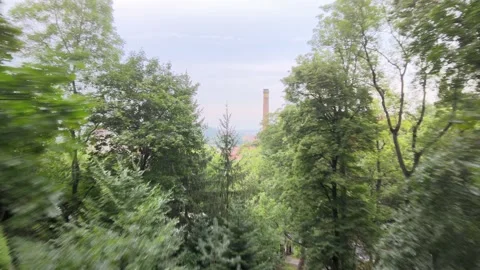 Exit the woods Stock Footage 207766851