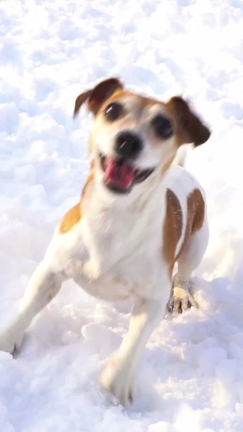 Exited dog face dancing in snow Vídeo Stock 293050201