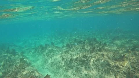 Exiting the Eden Rock Dive Reef in the Cayman Islands. Stock Footage 237140577