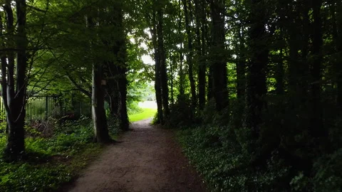 Exiting a forest Stockbeeldmateriaal 155574554