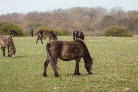 Exmoor ponies in Denmark Stock Photos