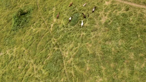 Exmoor Ponies Stock Footage 244789609