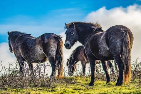 Exmoor ponies Stock Photos