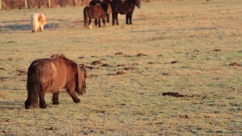 Exmoor pony walking in the field Stock Footage 73593668