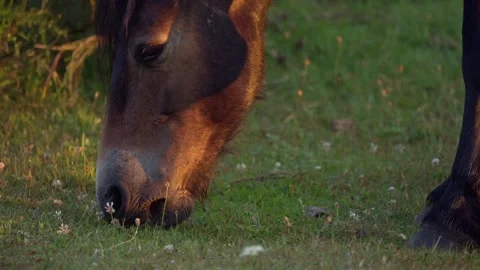 Exmoore horse grazing Stock Footage 313806523