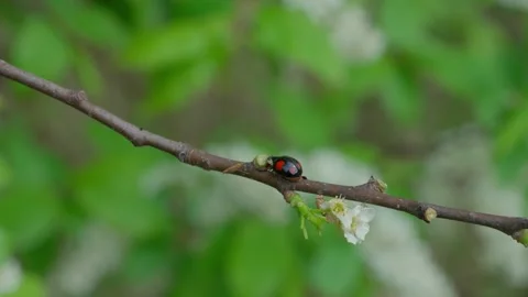 Exochomus quadripustulatus Stock Footage 308746251