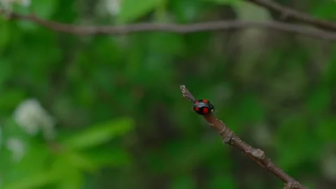 Exochomus quadripustulatus Stock Footage 308746269