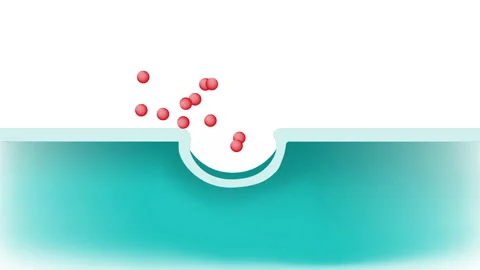 Exocytosis Vidéo 130800189