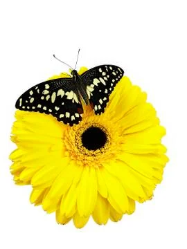Exoic butterfly 스톡 사진