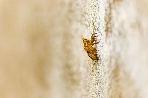 Exoskeleton of bee Stock Photos