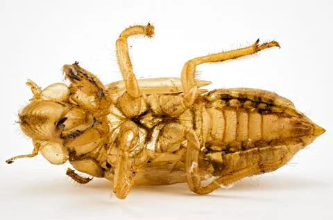 Exoskeleton Of A Cicada After The Insect Has Departed Stock Photos