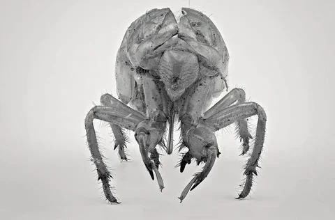 Exoskeleton Of A Cicada After The Insect Has Departed Stock Photos