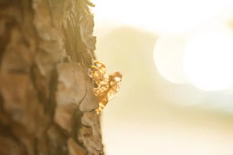Exoskeleton of cicada on the tree Stock Photos