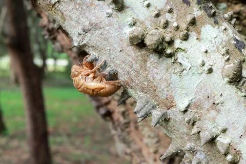 The exoskeleton of a dead bug on the Anigic Tree also known as the Floss silk Foto stock