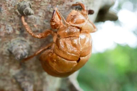 The exoskeleton of a dead bug on the Anigic Tree also known as the Floss silk Foto stock