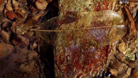 Exoskeleton leaf drifting in clear winter mountain stream Stock Footage 331785671